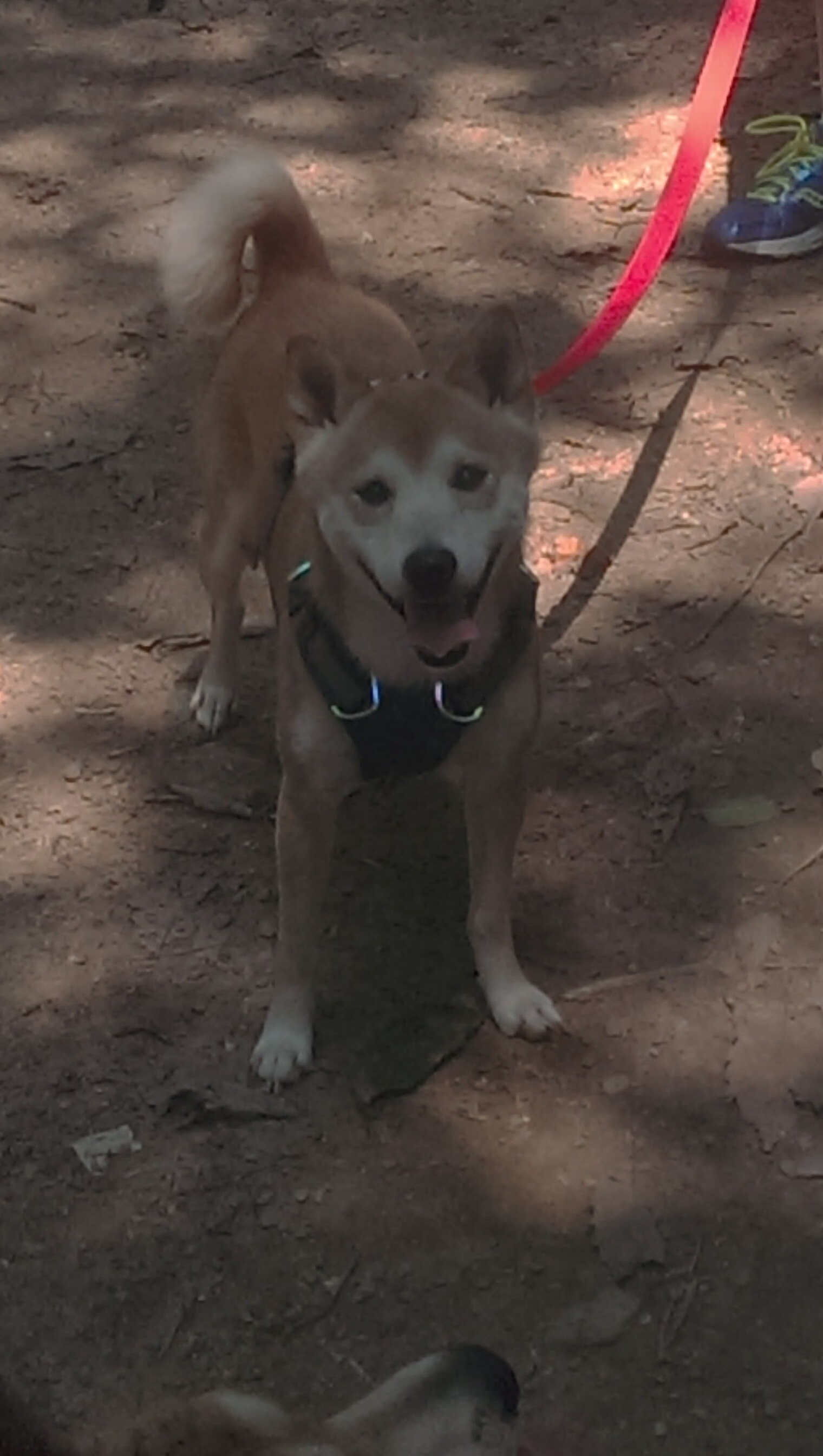 国家女篮关注对手研究做好技术准备，国家女子蓝球队