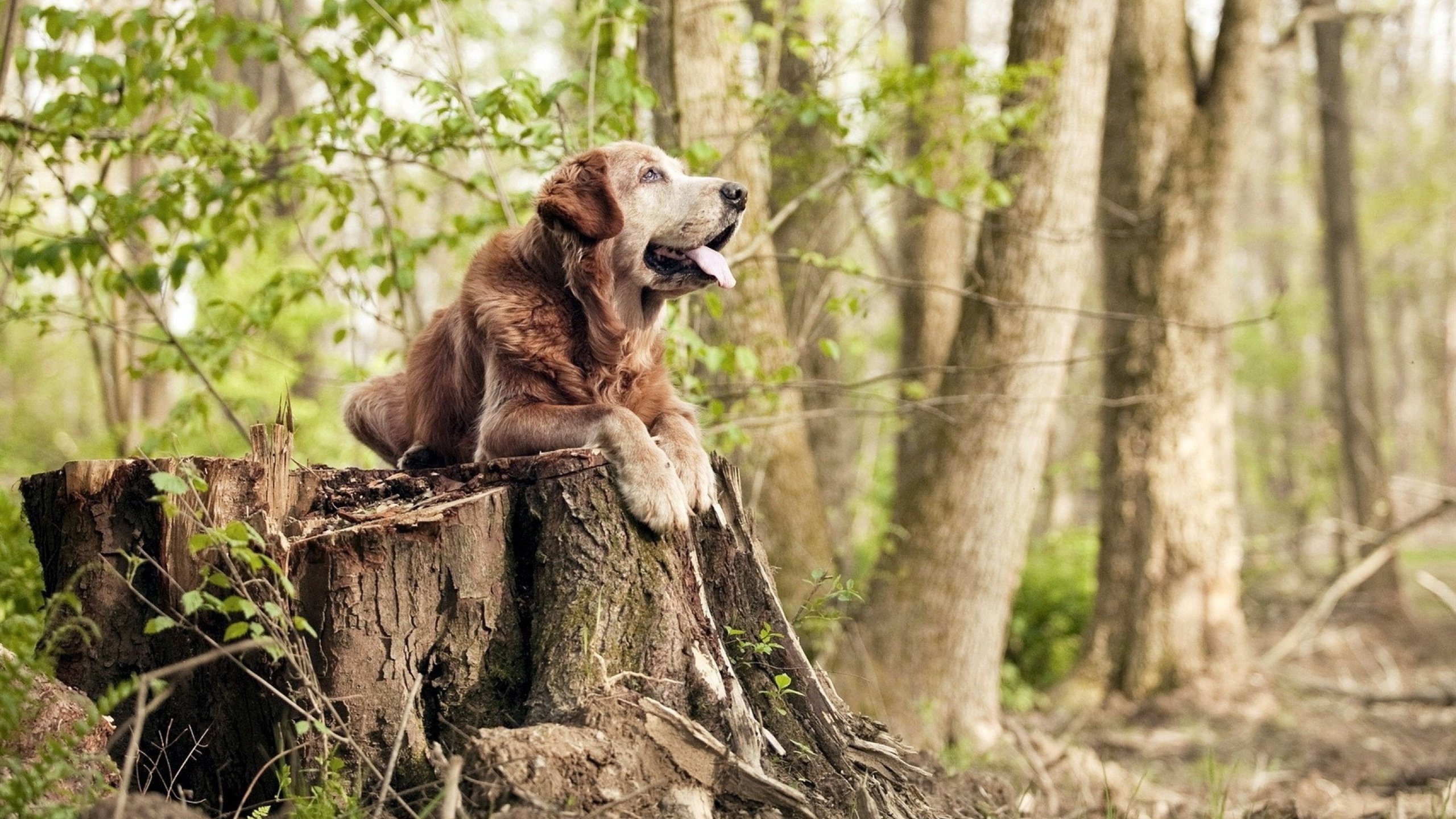 国家女篮关注对手研究做好技术准备，国家女子蓝球队