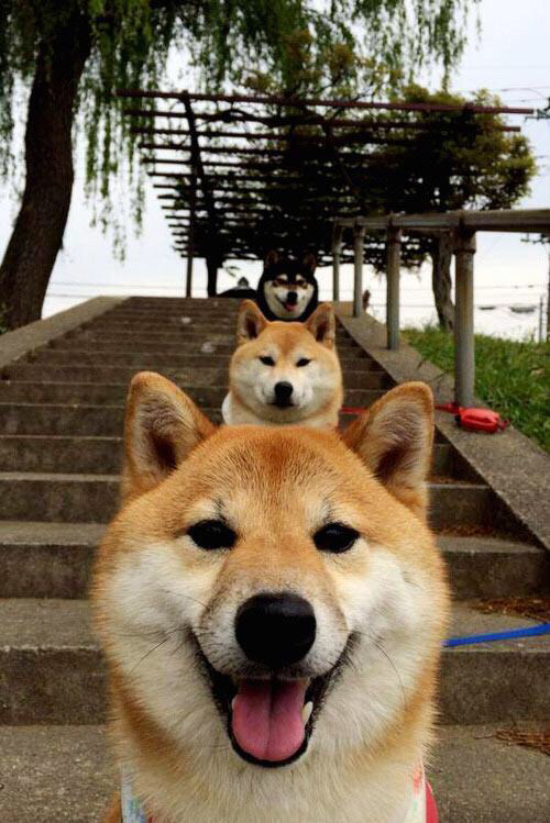 国家队替补轮换体系构建失败，轮换阵容和替补阵容区别