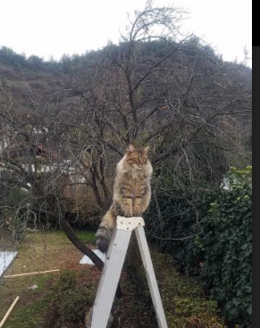 国家队替补轮换体系构建失败，轮换阵容和替补阵容区别