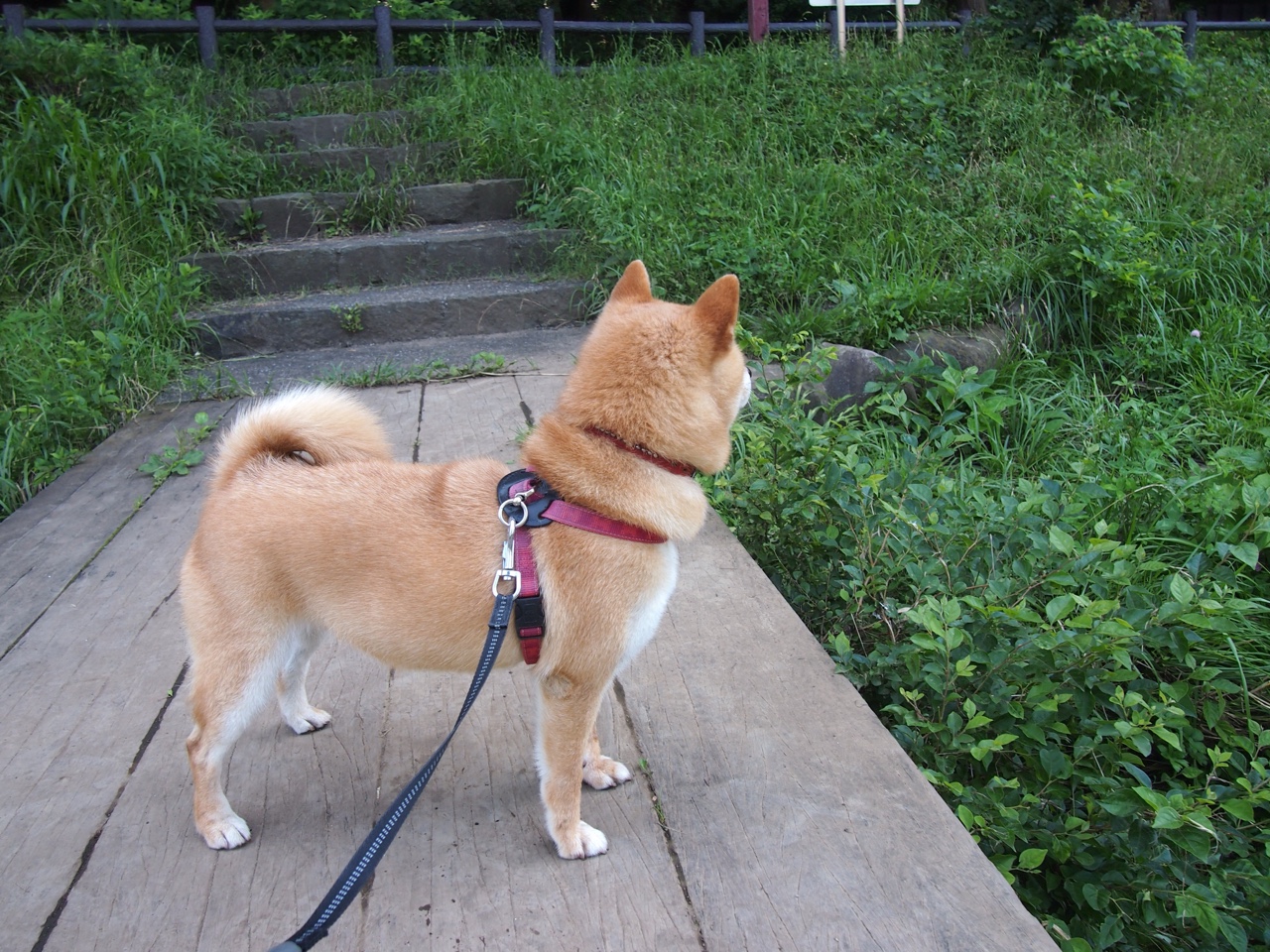 CBA球队探索本土化运营模式加强与地方文化的融合发展，cba运作模式