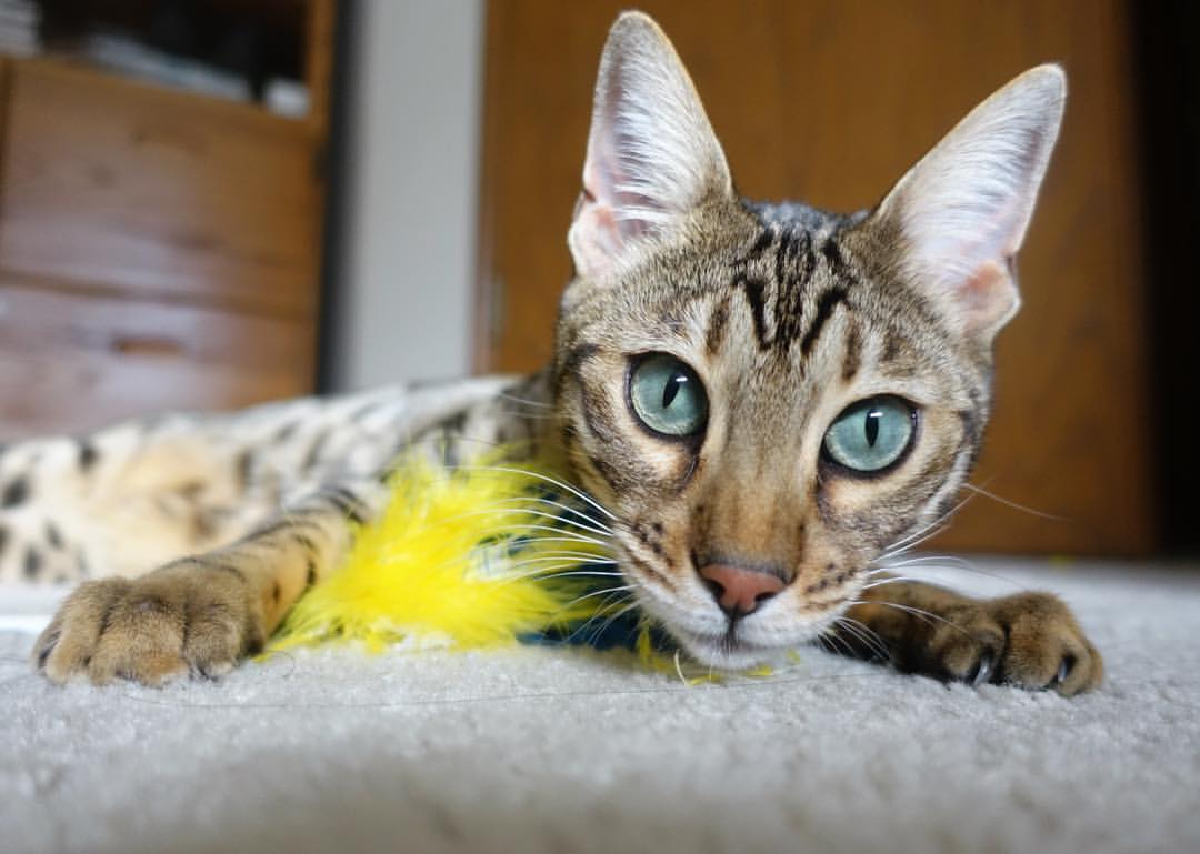 开云体育APP下载-运动员训练数据可视化系统，运动员数据分析软件