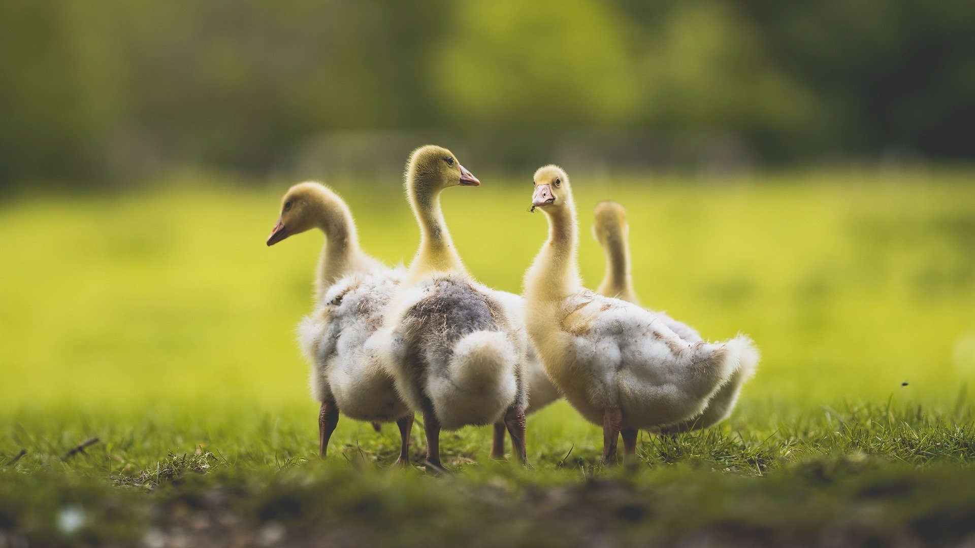 开云体育登入-世界前十蝶泳出发弹跳角度数据排名，蝶泳 世界纪录